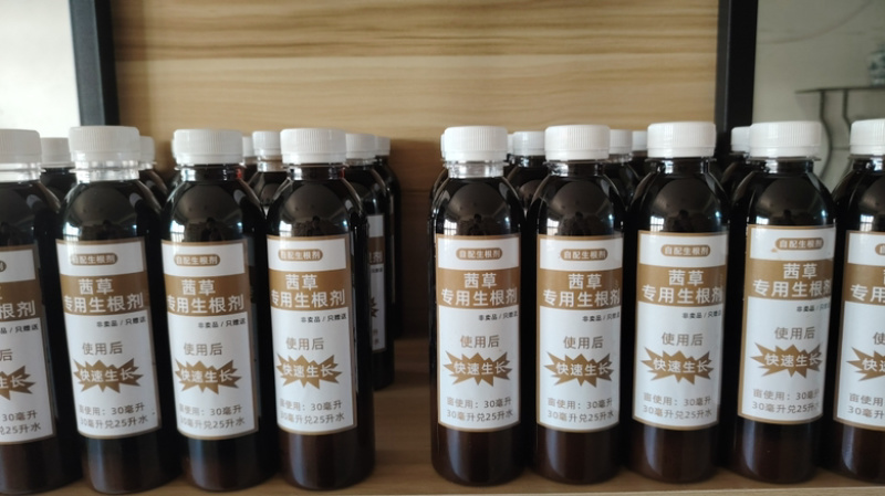 山东茜草种子，货量充足，品质佳，欢迎咨询