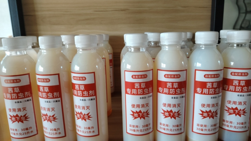 山东茜草种子，货量充足，品质佳，欢迎咨询