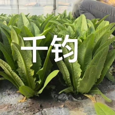 千钧油麦菜种子，尖叶，浓绿长披剑形，冯抗病性强