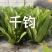 千钧油麦菜种子，尖叶，浓绿长披剑形，冯抗病性强