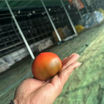 铁皮西红柿