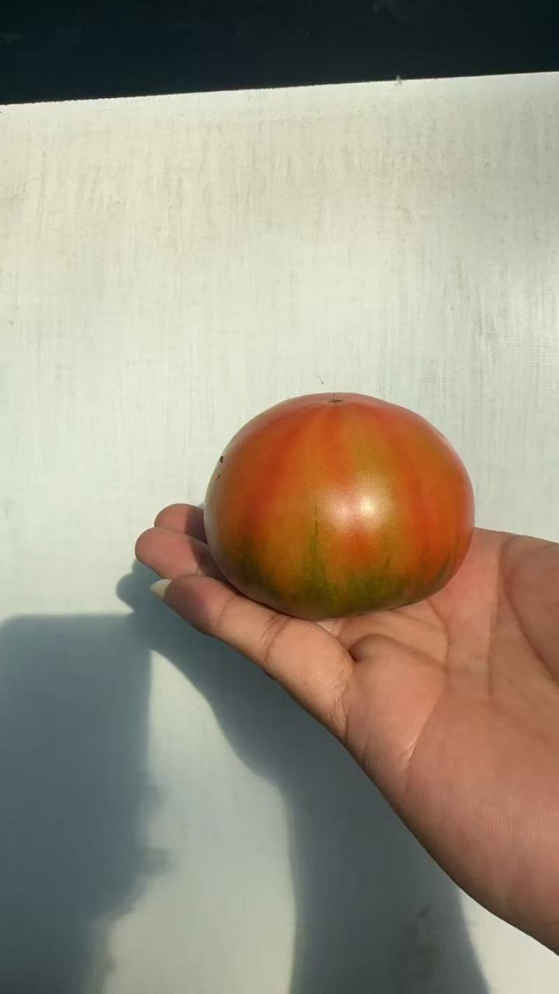 铁皮西红柿