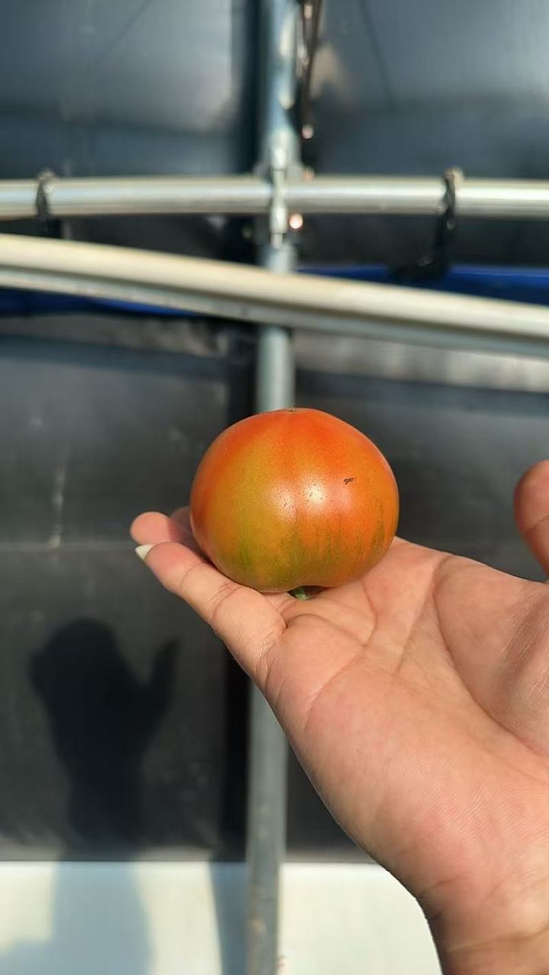 铁皮西红柿