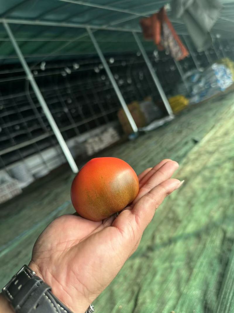 铁皮西红柿