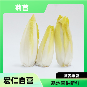 菊苣(金玉兰菜)