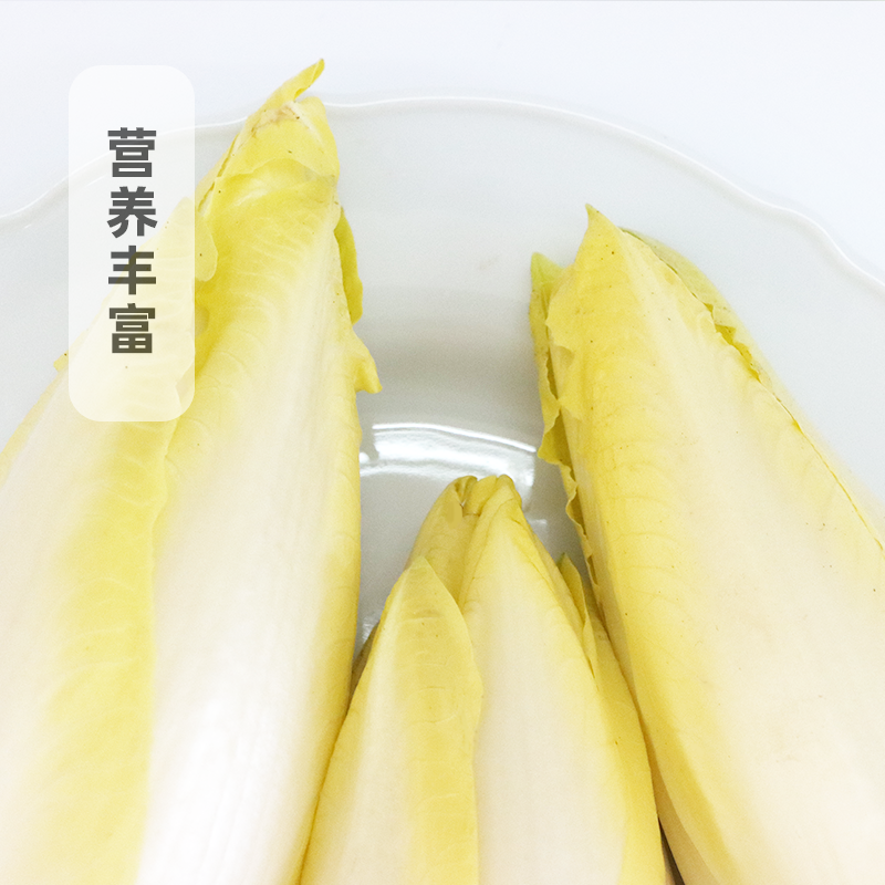 菊苣(金玉兰菜)