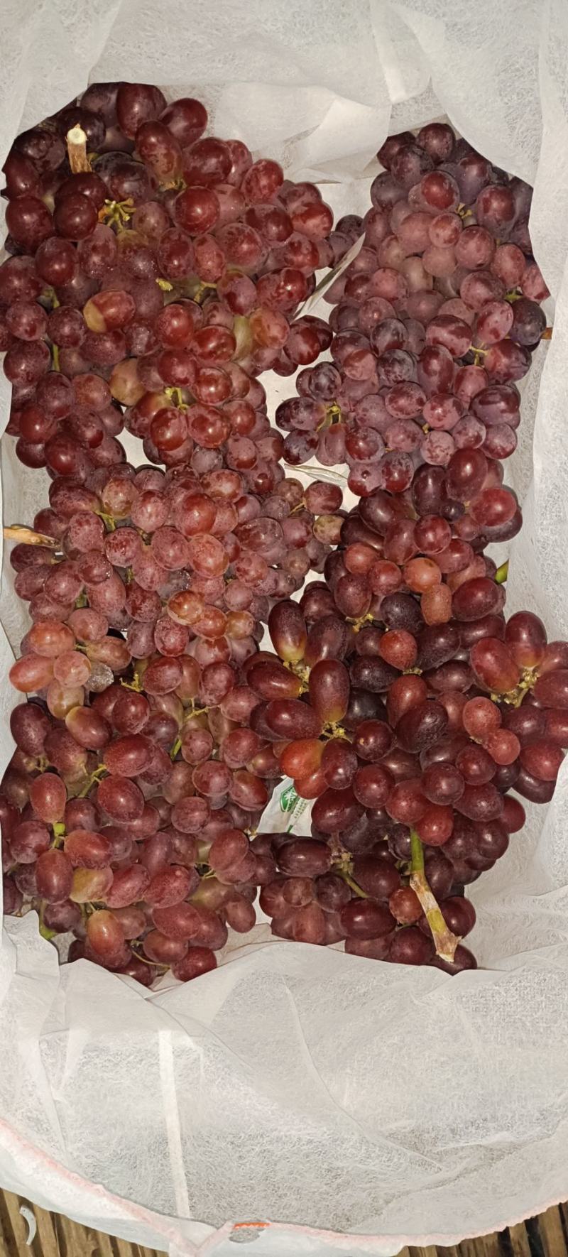 澳洲无核头茬货，克伦生无籽红提通货价格优惠需要的联系
