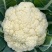 《实力推荐》精品菜花/河南花菜/白面青梗花菜/货源充足