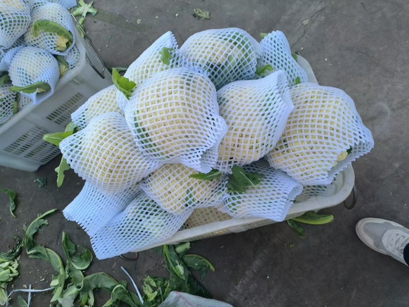 《实力推荐》精品菜花/河南花菜/白面青梗花菜/货源充足