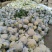 《实力推荐》精品菜花/河南花菜/白面青梗花菜/货源充足