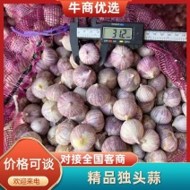 2026新鲜独头蒜云南大理紫皮独头蒜多多买菜团购供应链