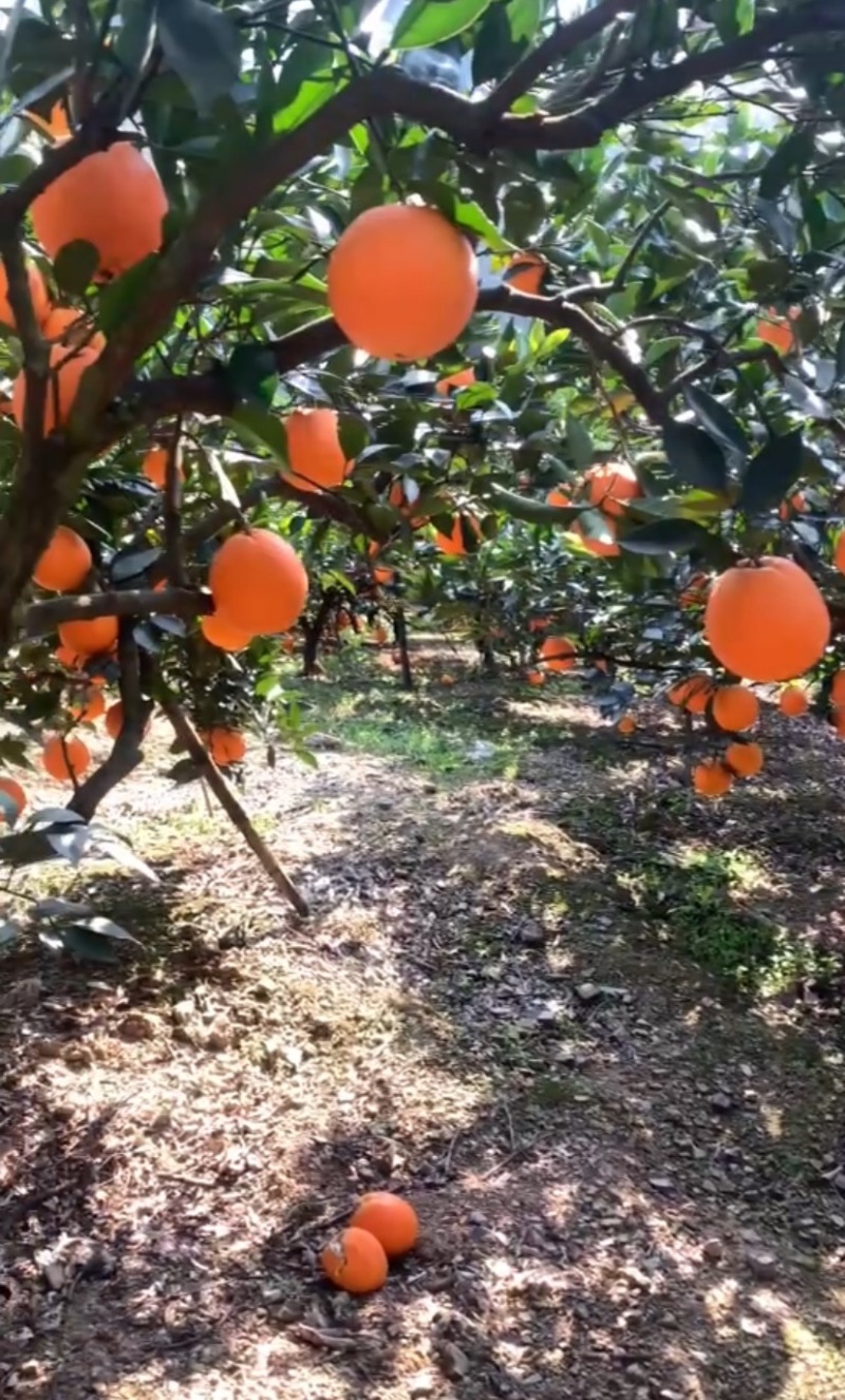 湖北宜昌兴山县脐橙大量上市品质保证一手货源诚信经营
