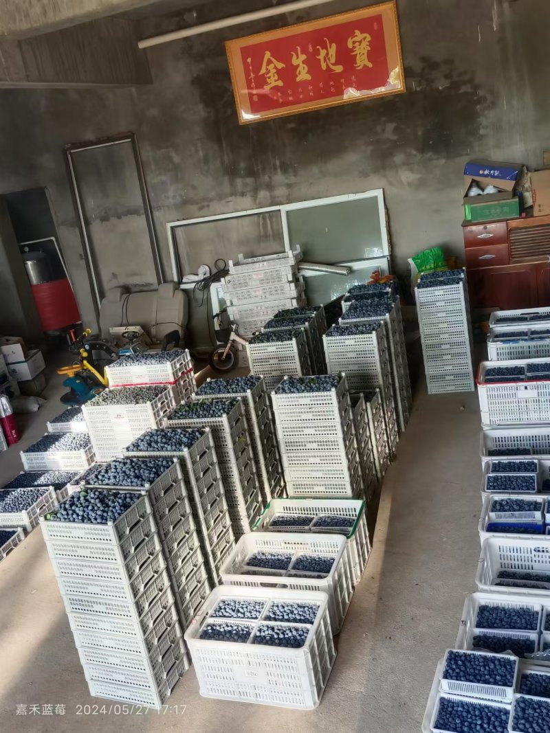 《畅销》海阳市佐贺草莓大量上市基地直发对接商超团购电商