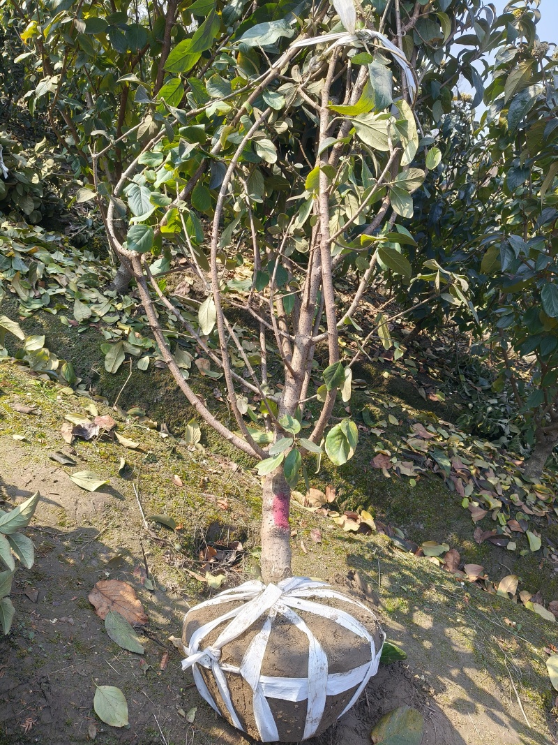 中华木绣球地径:4cm、5cm、6cm，基地有量，欢迎订