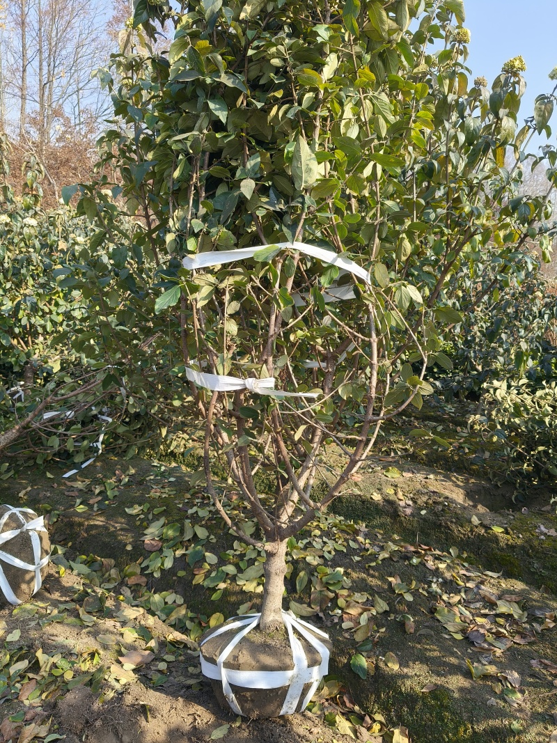 中华木绣球地径:4cm、5cm、6cm，基地有量，欢迎订