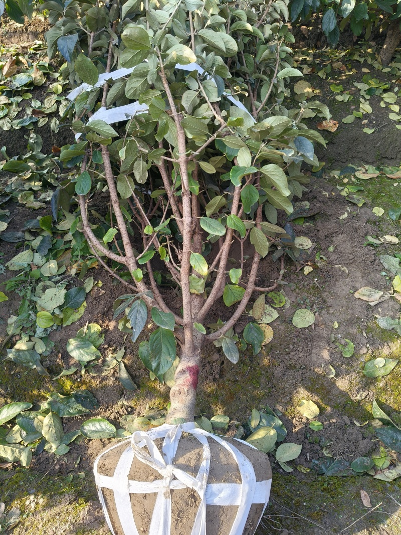中华木绣球地径:4cm、5cm、6cm，基地有量，欢迎订