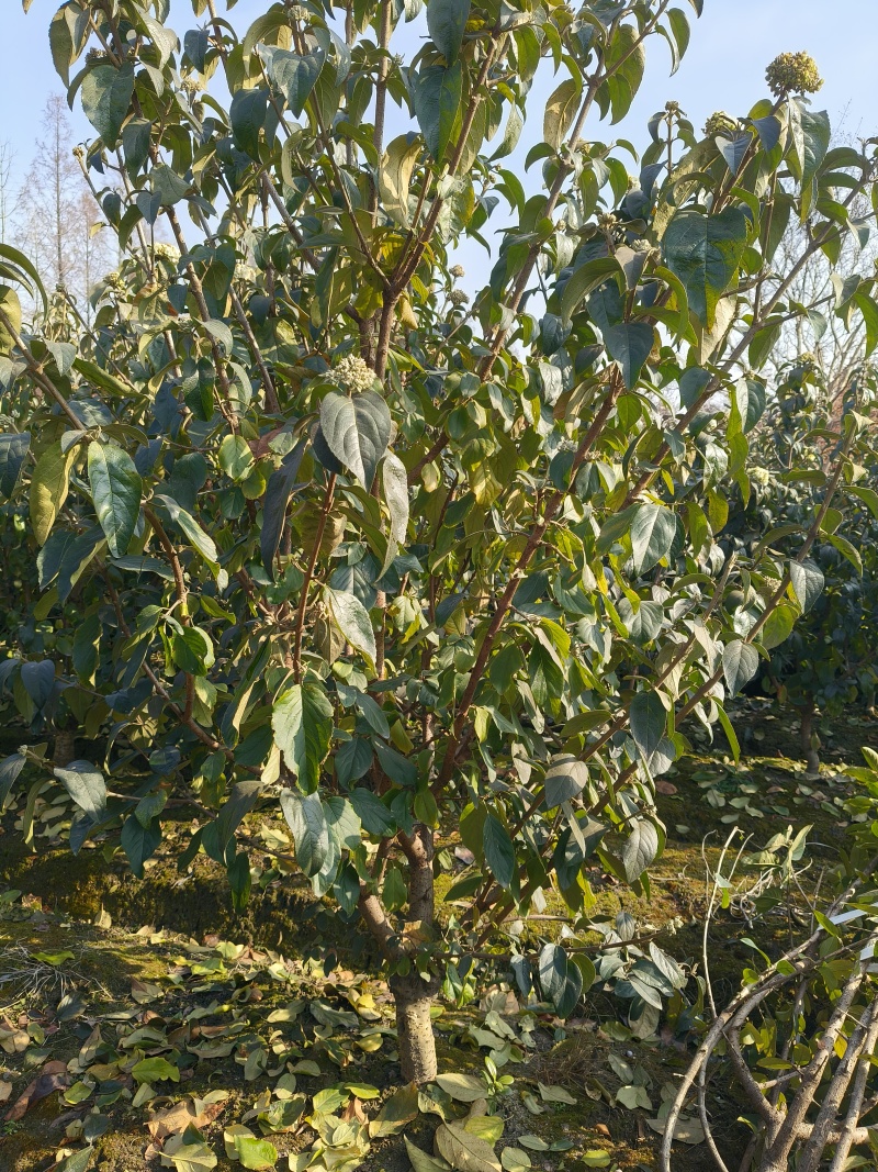 中华木绣球地径:4cm、5cm、6cm，基地有量，欢迎订