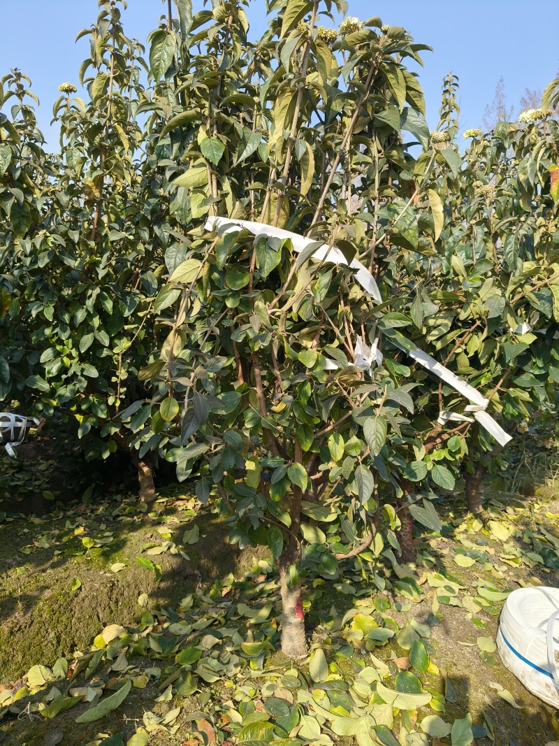 中华木绣球地径:4cm、5cm、6cm，基地有量，欢迎订