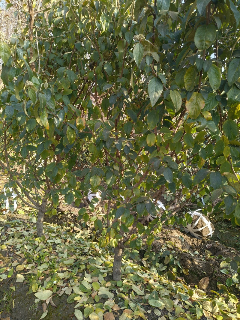中华木绣球地径:4cm、5cm、6cm，基地有量，欢迎订