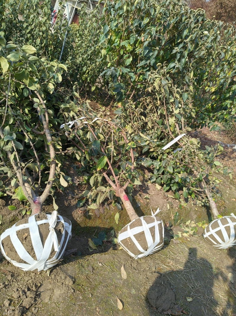 中华木绣球地径:4cm、5cm、6cm，基地有量，欢迎订