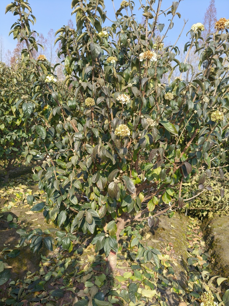 中华木绣球地径:4cm、5cm、6cm，基地有量，欢迎订