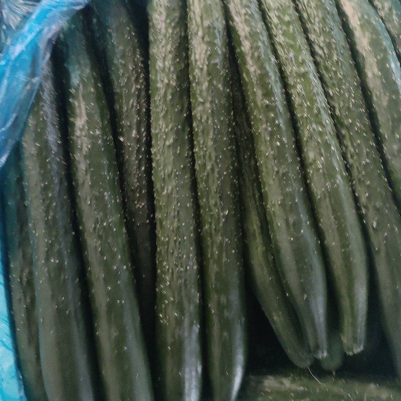 【新品上市】精品黄瓜二级瓜大量供应电商货食堂货，工厂