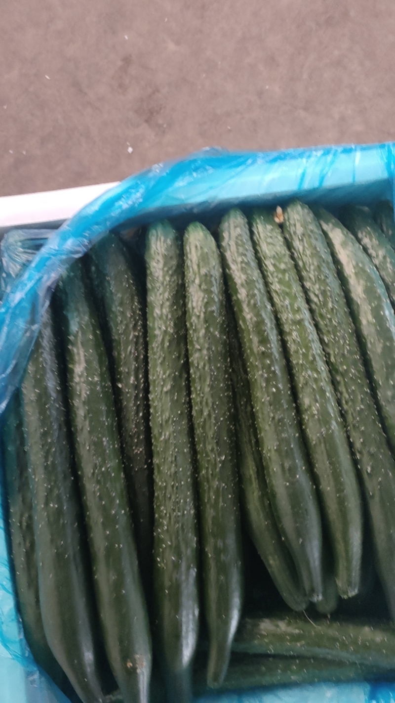 【新品上市】精品黄瓜二级瓜大量供应电商货食堂货，工厂