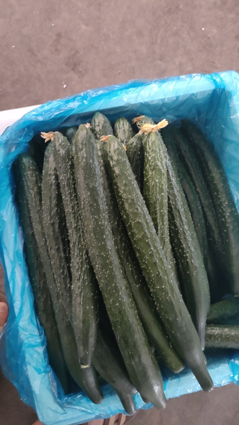 【新品上市】精品黄瓜二级瓜大量供应电商货食堂货，工厂