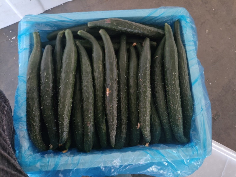 【新品上市】精品黄瓜二级瓜大量供应电商货食堂货，工厂