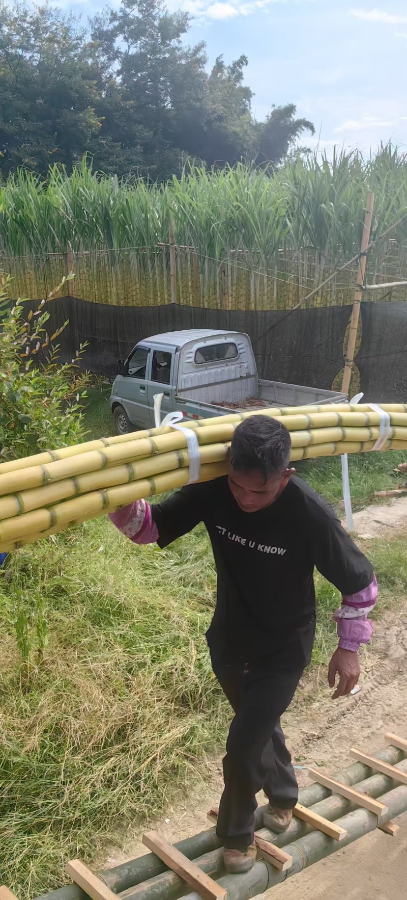 云南黄皮甘蔗新鲜现挖品质保证大量现货持续供应欢迎