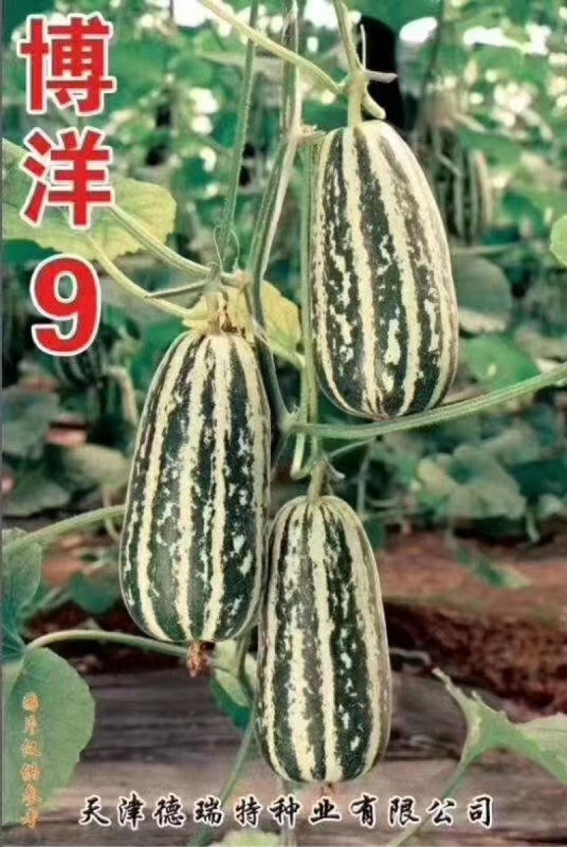 博洋九甜瓜苗直播苗苗厂现发现挖现发