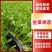 精品生菜苗生菜球苗存活率高耐寒耐热球生菜苗可视频看货