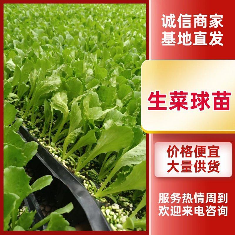 精品生菜苗生菜球苗存活率高耐寒耐热球生菜苗可视频看货