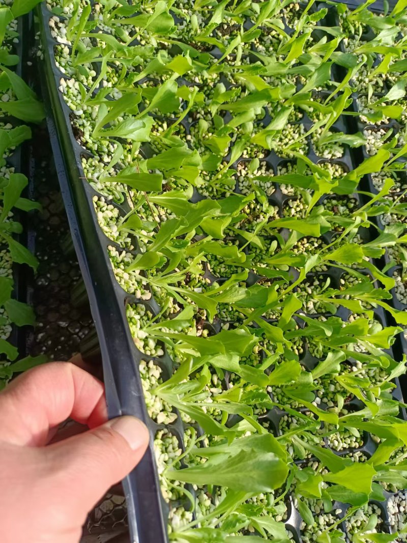 精品生菜苗生菜球苗存活率高耐寒耐热球生菜苗可视频看货