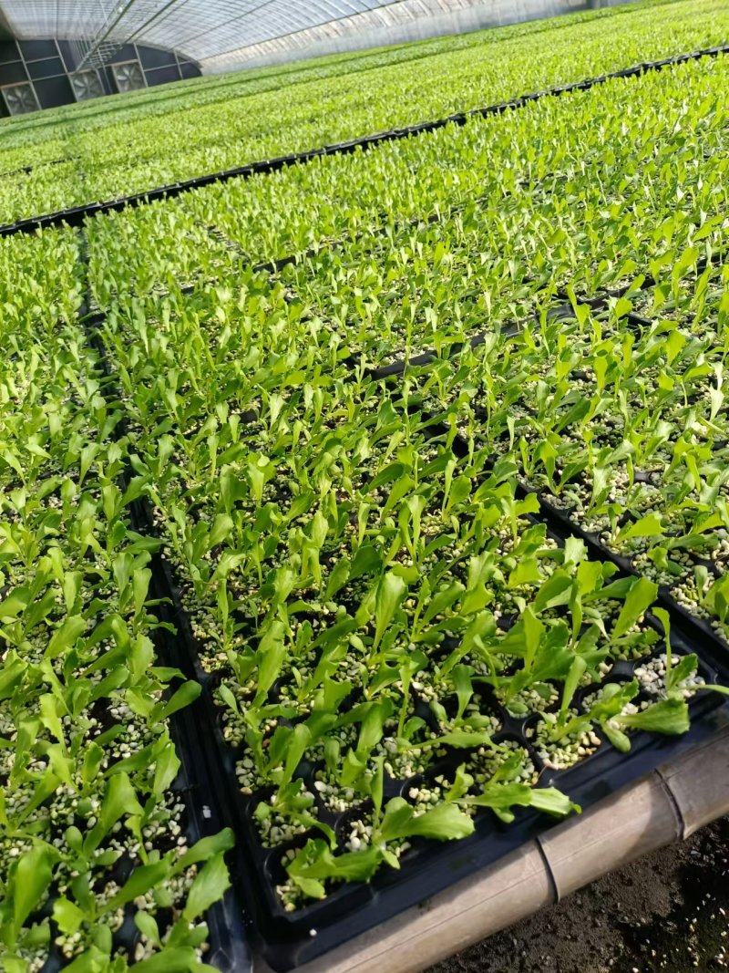 精品生菜苗生菜球苗存活率高耐寒耐热球生菜苗可视频看货