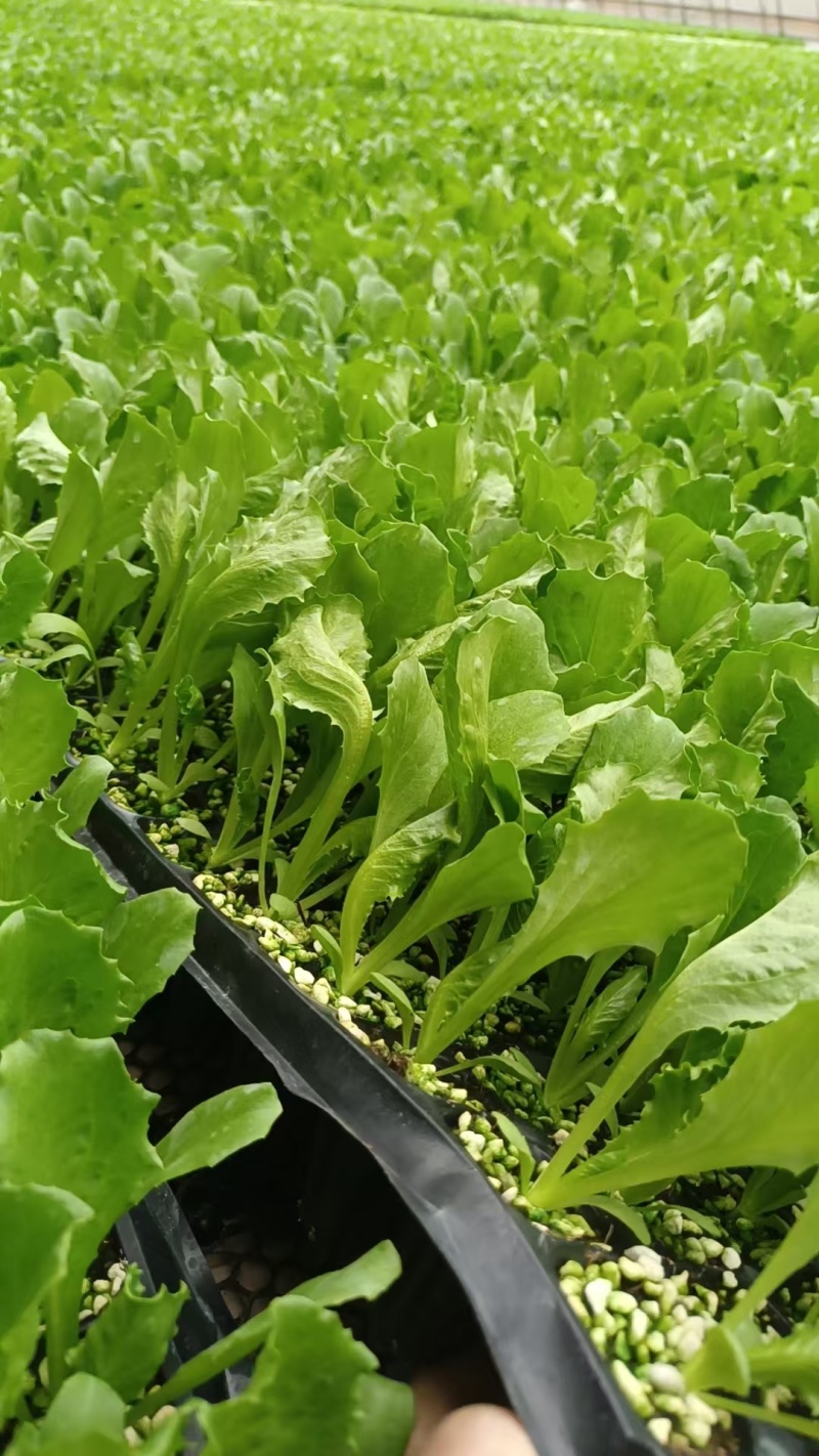 精品生菜苗生菜球苗存活率高耐寒耐热球生菜苗可视频看货