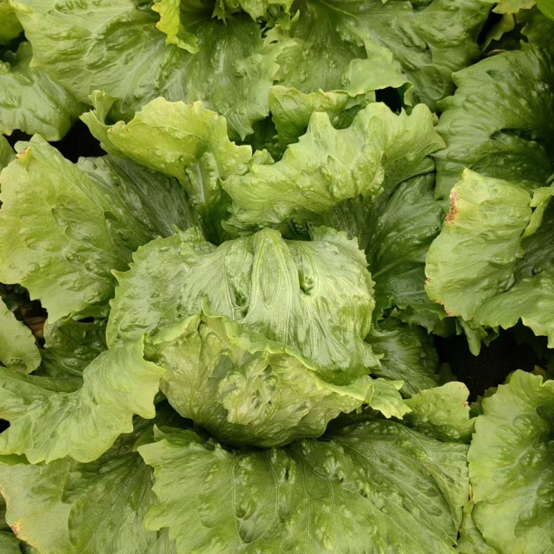 精品生菜苗生菜球苗存活率高耐寒耐热球生菜苗可视频看货