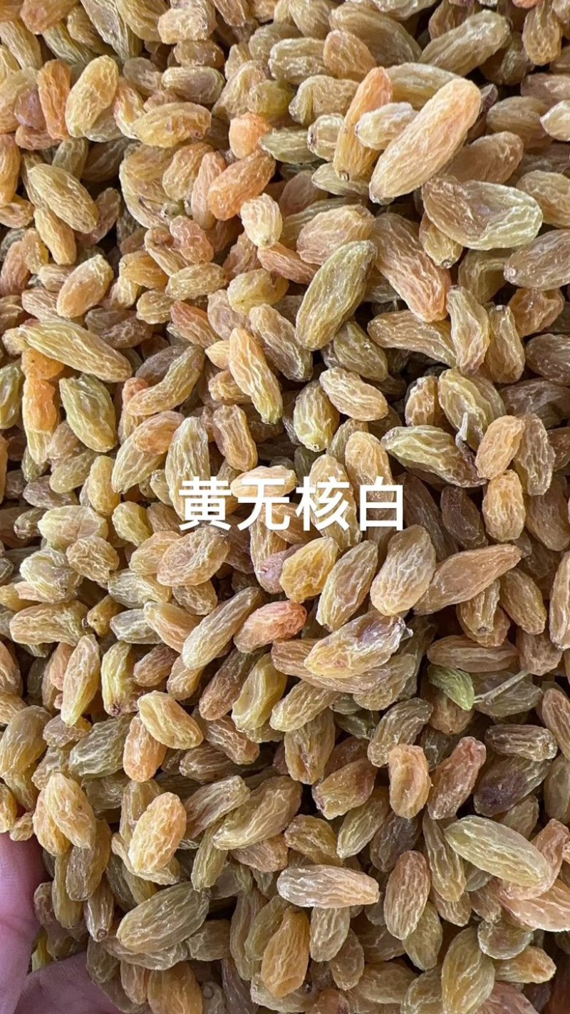 新疆吐鲁番无核白葡萄干黄，都是现在，量大从优