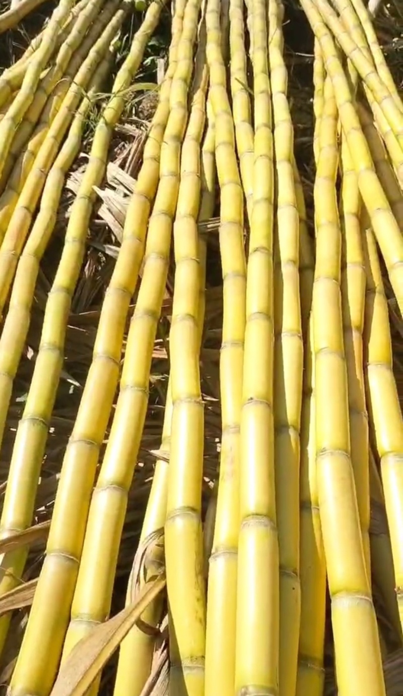 云南黄金甘蔗，黄皮甘蔗产地一手货源，大量现货持续供应中1