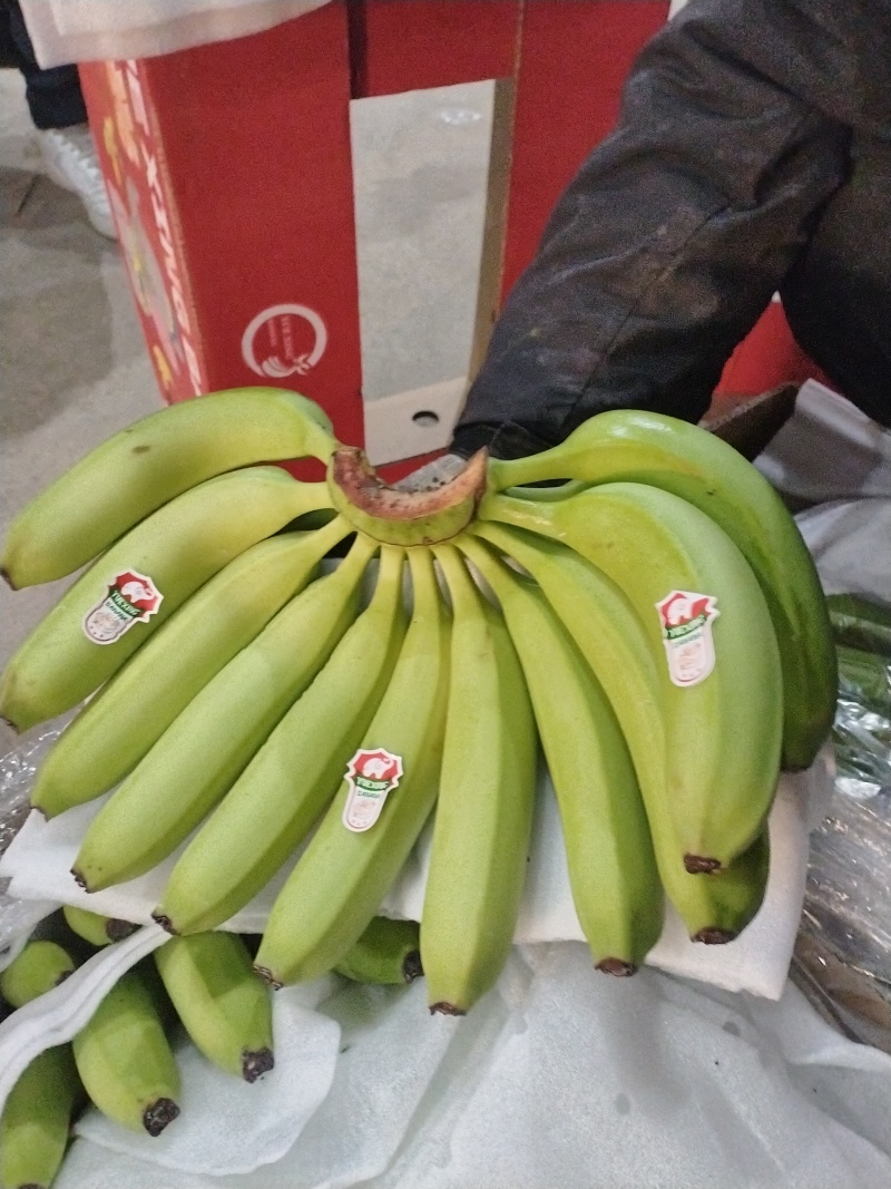 久蜜优品香蕉，优质产品量大从优，欢迎咨询选购合作共赢！