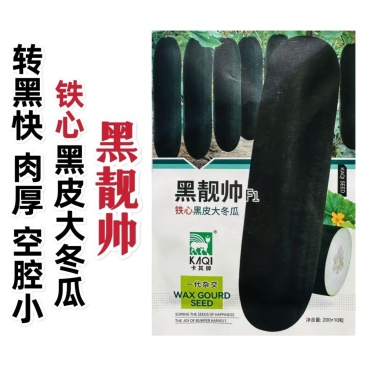 黑靚帅杂交一代冬瓜种子黑皮大冬瓜种子肉质紧实冬瓜籽种蔬菜