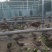 山鸡-纯露天散养-五谷杂粮喂养10个月以上
