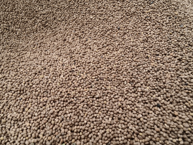 菟丝子新货菟丝子内蒙水洗货菟丝子无任何添加批发零售