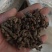 天葵子好货纯干货需要多少下单就可以,数量有限,