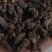 天葵子好货纯干货需要多少下单就可以,数量有限,