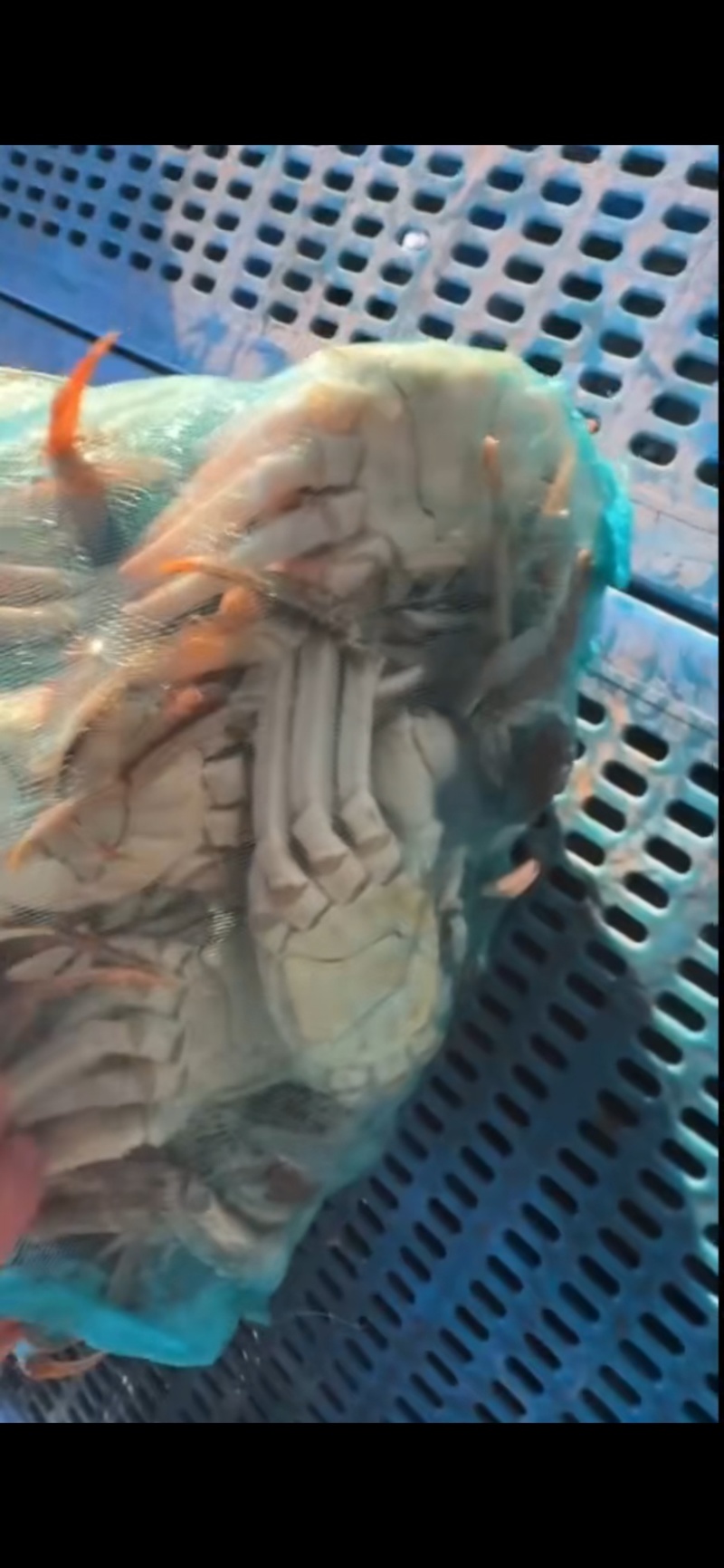 大闸蟹