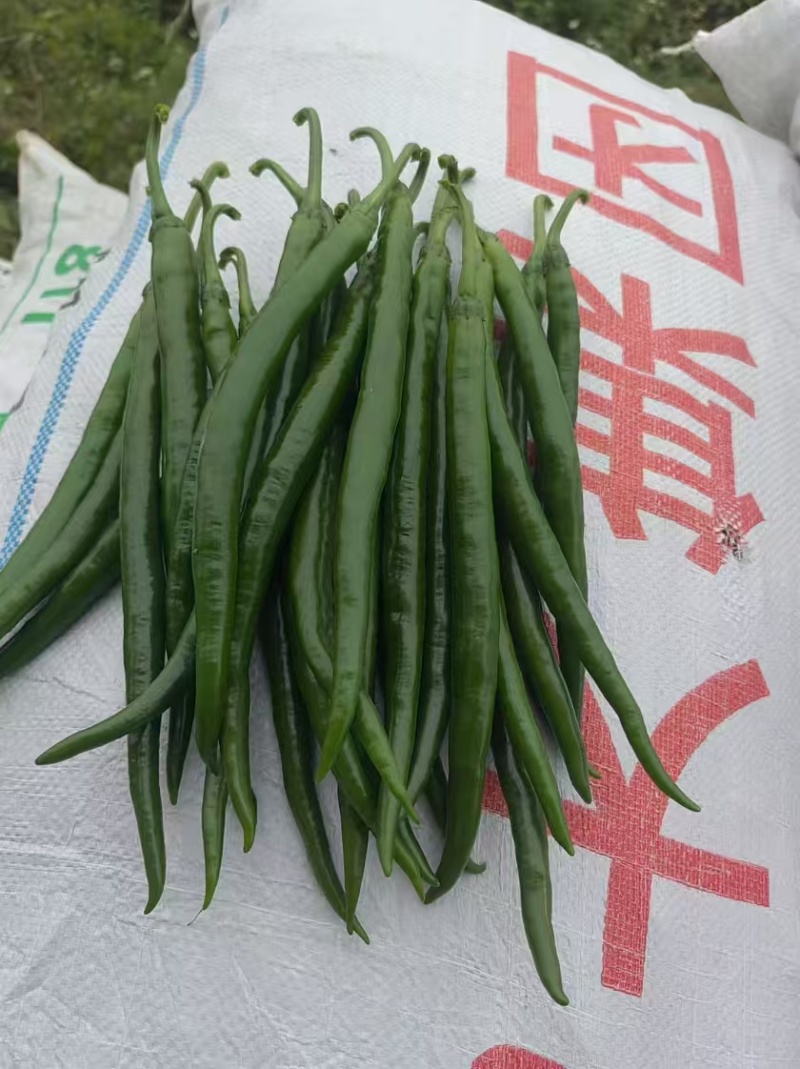 线椒8号，黑皮3号，新苗供市场、电商平台、生鲜超市等