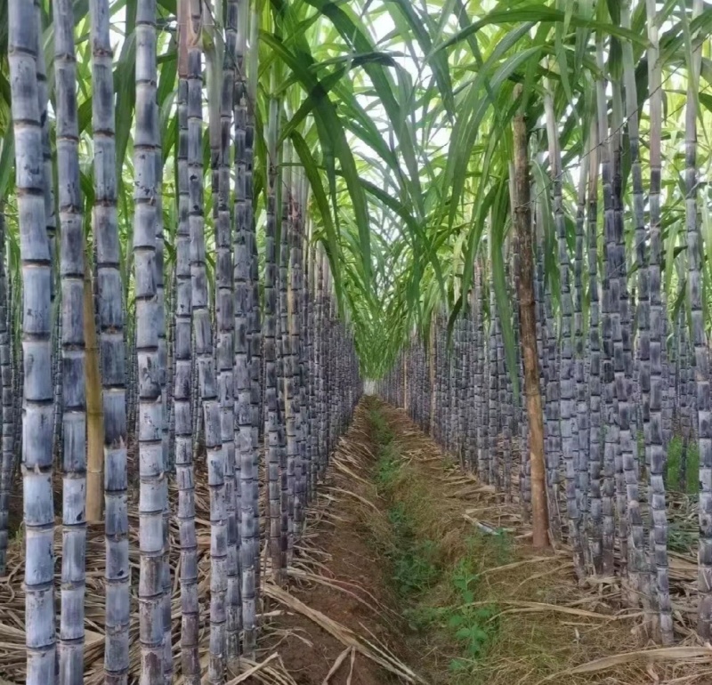 云南黑皮甘蔗量大从优实力代发全国商超保质保量欢迎1