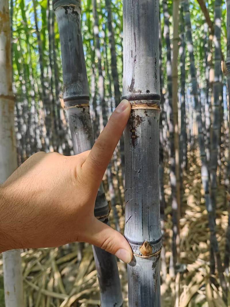 云南黑皮甘蔗量大从优实力代发全国商超保质保量欢迎1