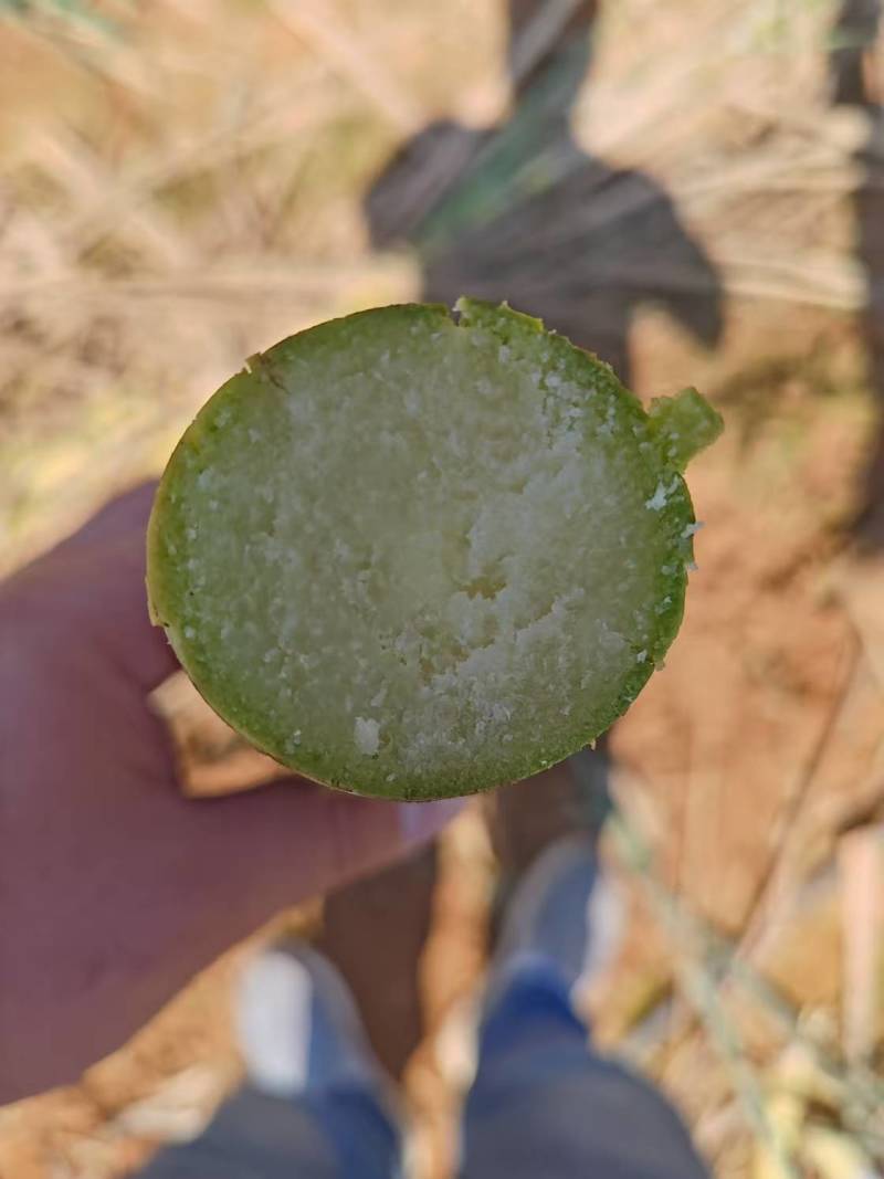 推荐黄皮甘蔗黄金甘蔗量大从优供全国商超欢迎联系1